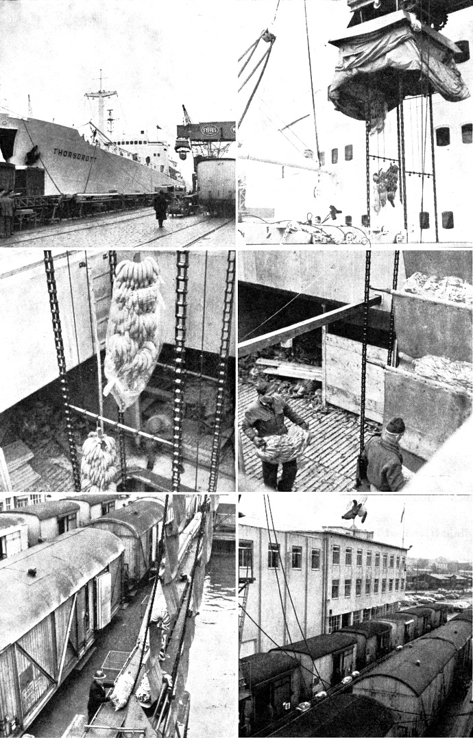 UKJ10119640530001 THORSDROTT.JPG