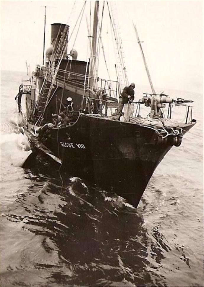 LVK20019360120001 GLOBE VIII