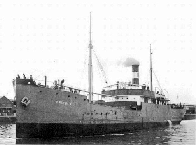 OSL44419330120001 PRIMULA