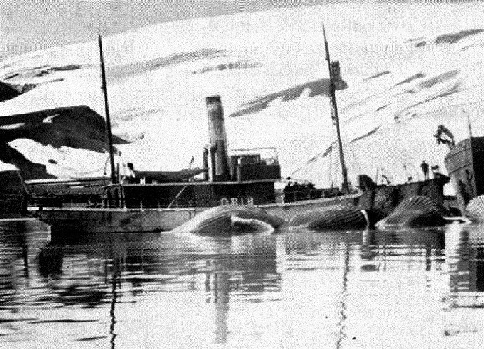 SFJ00219070320001 Grib