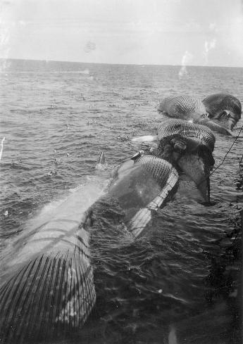 SFJ00219190146103 PYTHIA