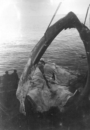 SFJ00219190146105 PYTHIA