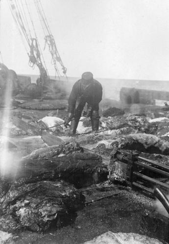 SFJ00219190146106 PYTHIA
